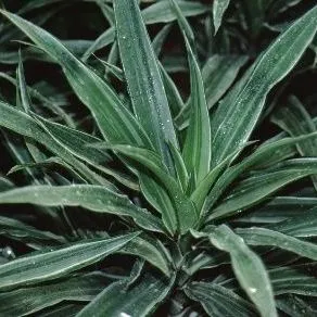 thumbnail for publication: Dracaena deremensis Dracaena